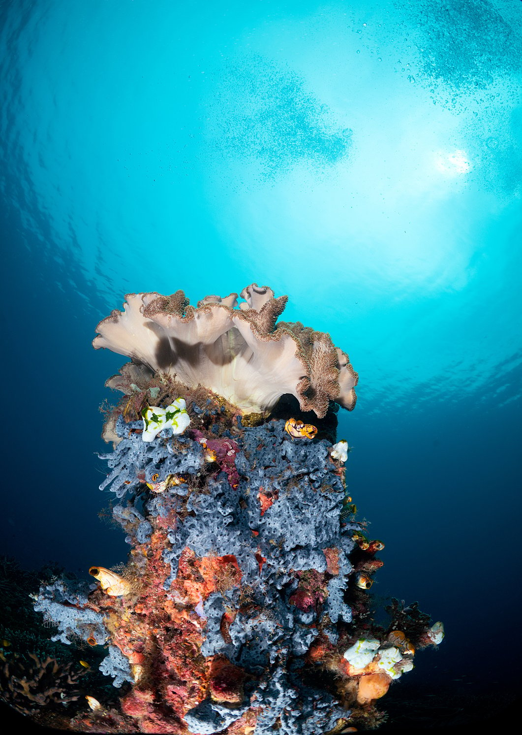 CORAL REEF RAJA AMPAT DIVING