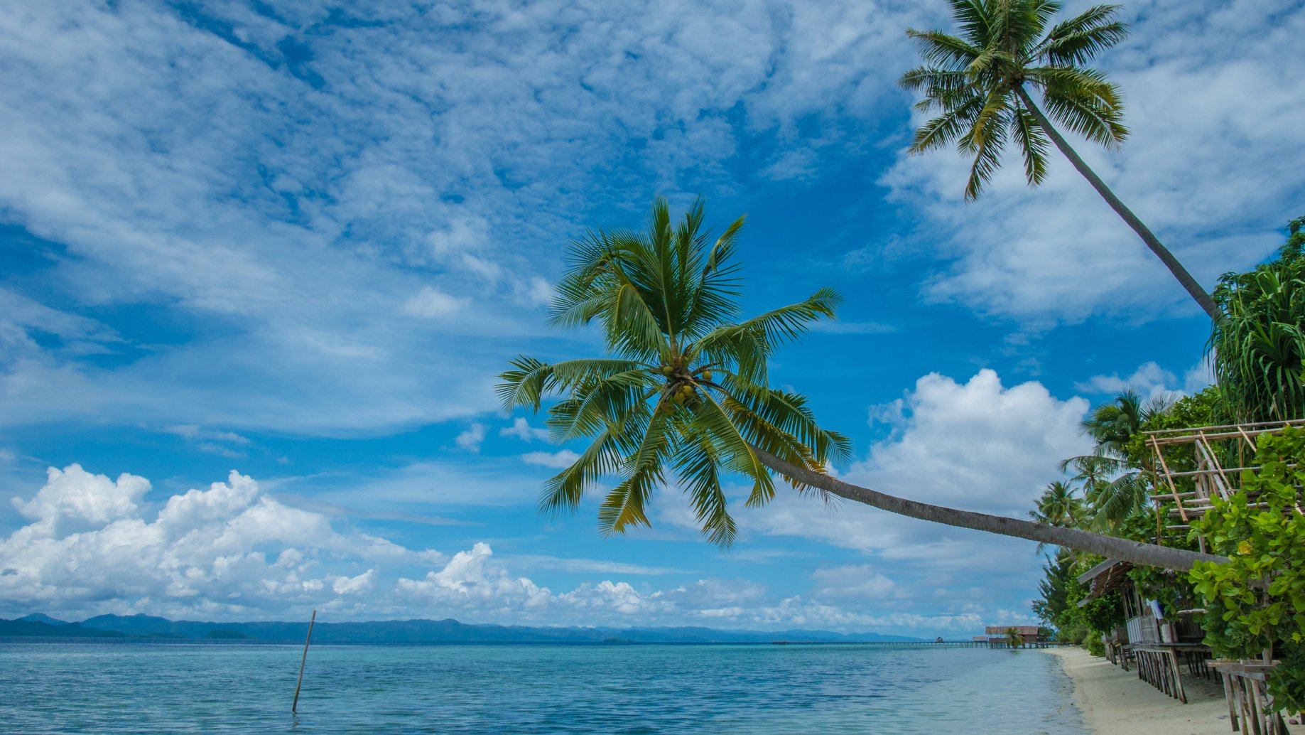 Two Coconut Palms near Diving Station on Kri Island, Raja