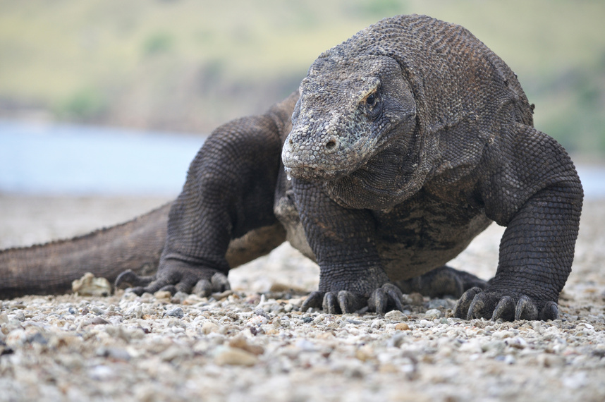 Komodo dragon at komodo national park Indonesia.