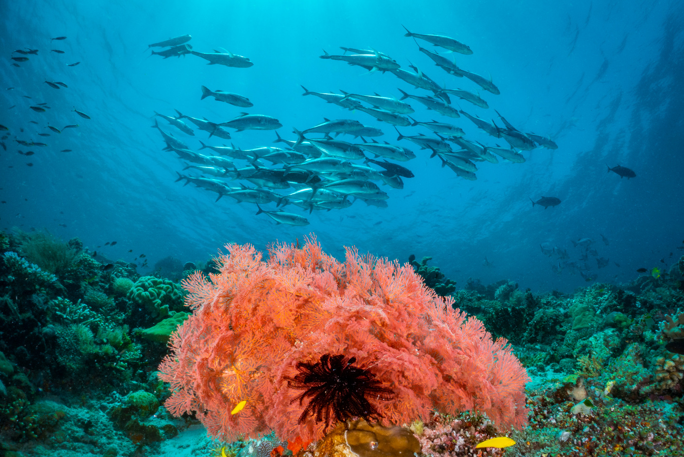 fantasea raja ampat